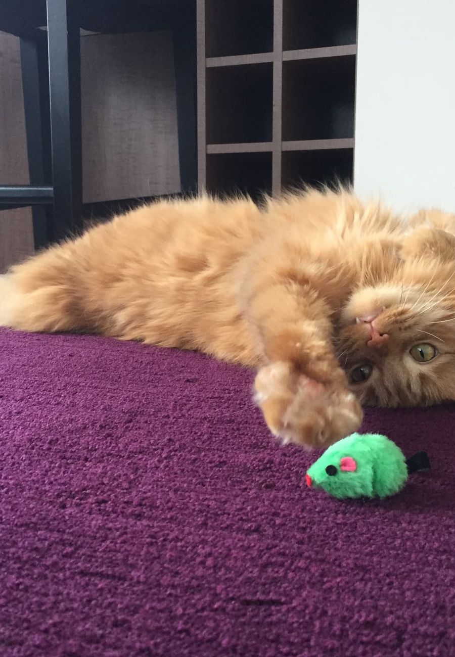 Gato recibiendo atención veterinaria en casa