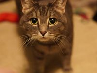 Cat placeholder image - Millie