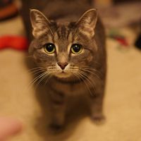 Millie