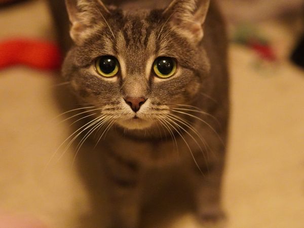 Maine Coon cat showing distinctive facial features and ear tufts