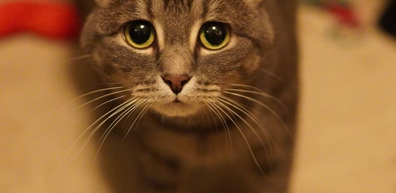 A cat being photographed for an adoption profile