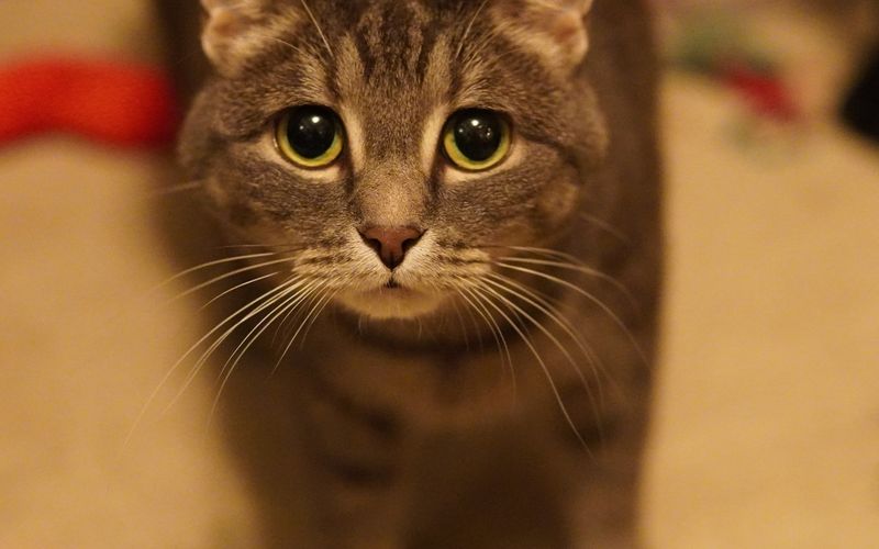 Cat in peaceful moment by window light
