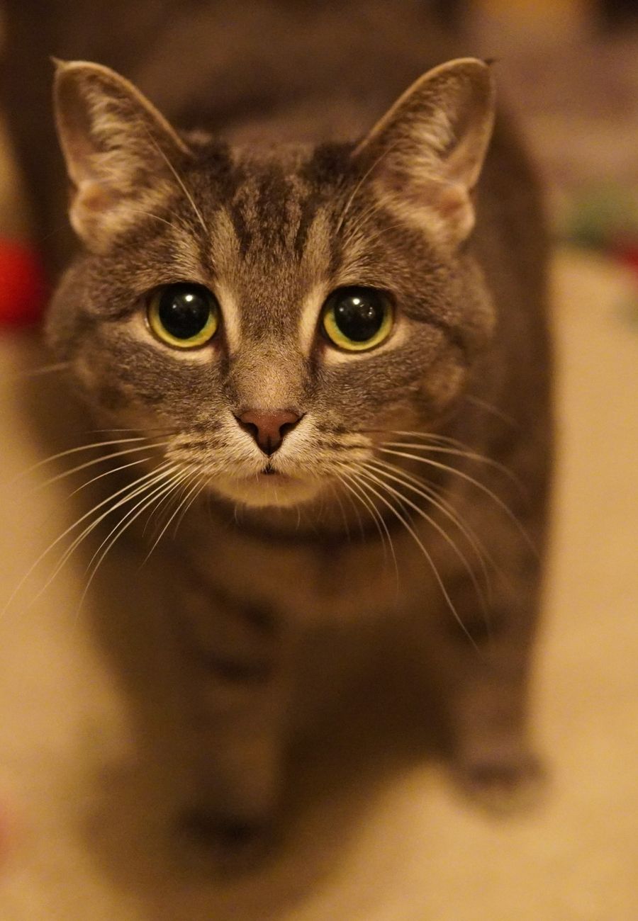 Gato relajado en su sofá