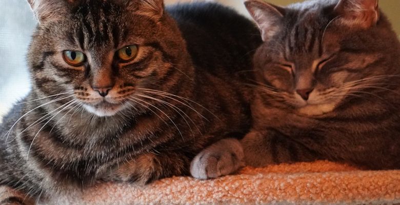 Two cats representing the varying needs of different cat owners