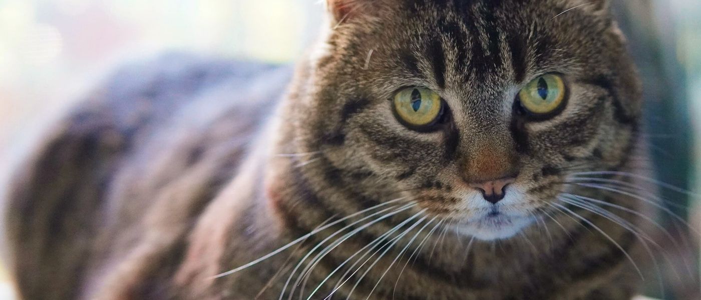 Majestic Maine Coon cat with distinctive ear tufts and flowing fur
