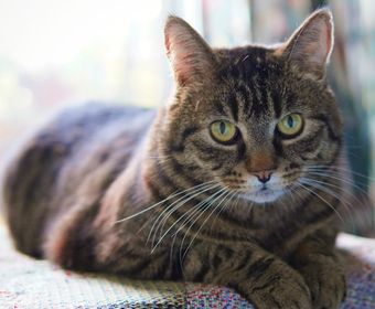 A well-cared-for cat at home