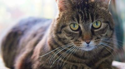 Ultimate Wi-Fi 7 Upgrade Guide