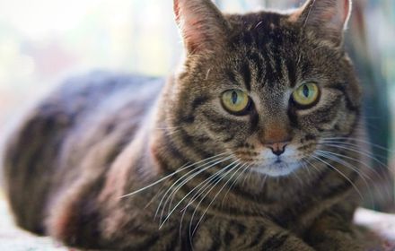 TamoGraph heatmap view