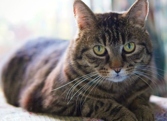 SvHCI architecture diagram showing VM management, hypervisor, virtual networking, and SvSAN layers