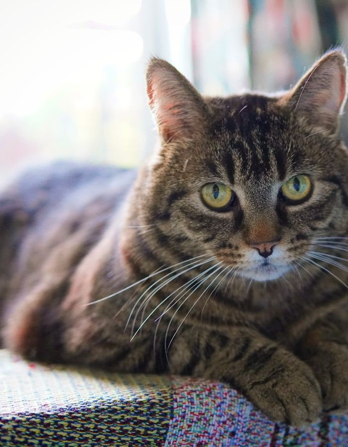 Gato curioso en casa