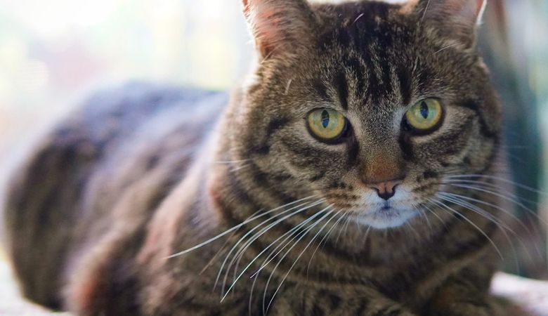 Cat receiving veterinary care during an emergency visit