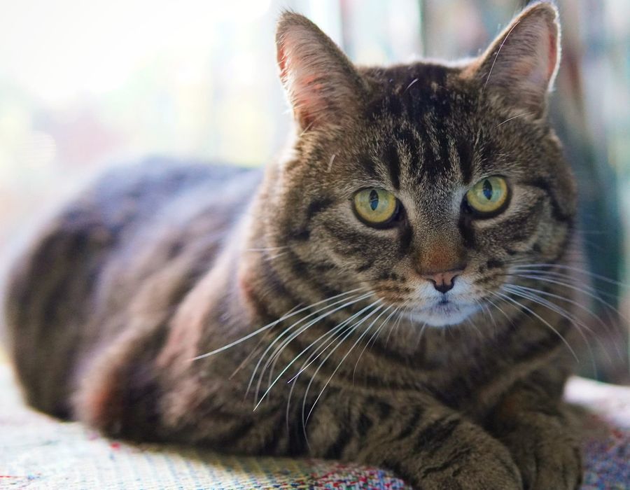 A young cat settled comfortably in a foster home