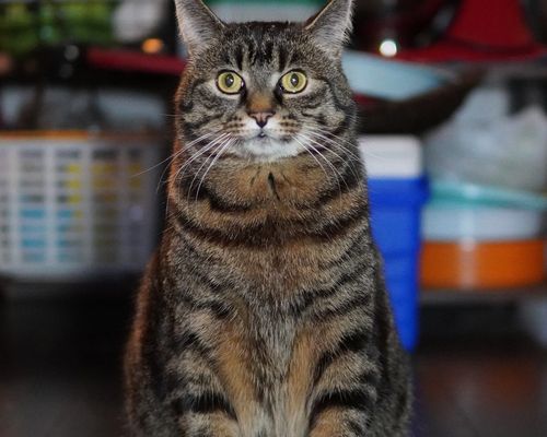 Cat with thoughtful expression