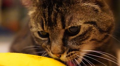 Ekahau Case Study: L'Oreal