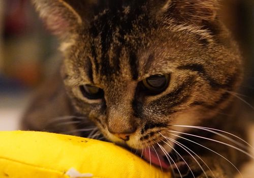 Ekahau Optimization capabilities