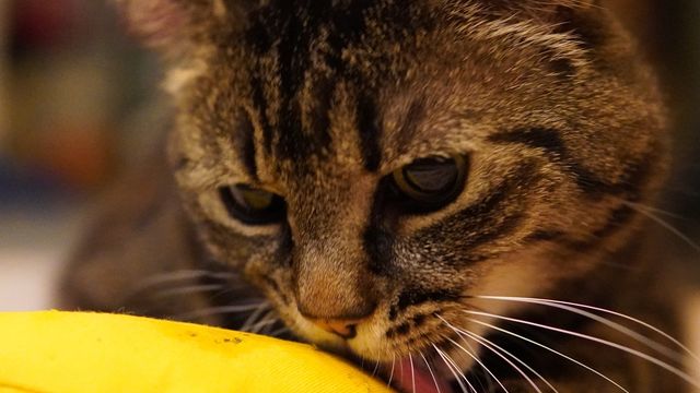 Video Tour 2: Passive vs active surveys