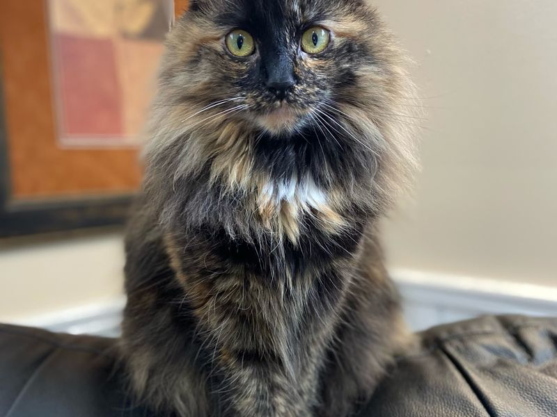CatCon 2026 — The Purr-gramming Conference